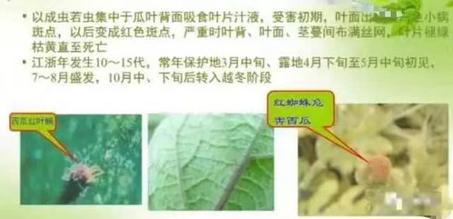 西瓜病蟲害防治和水肥營(yíng)養(yǎng)管理